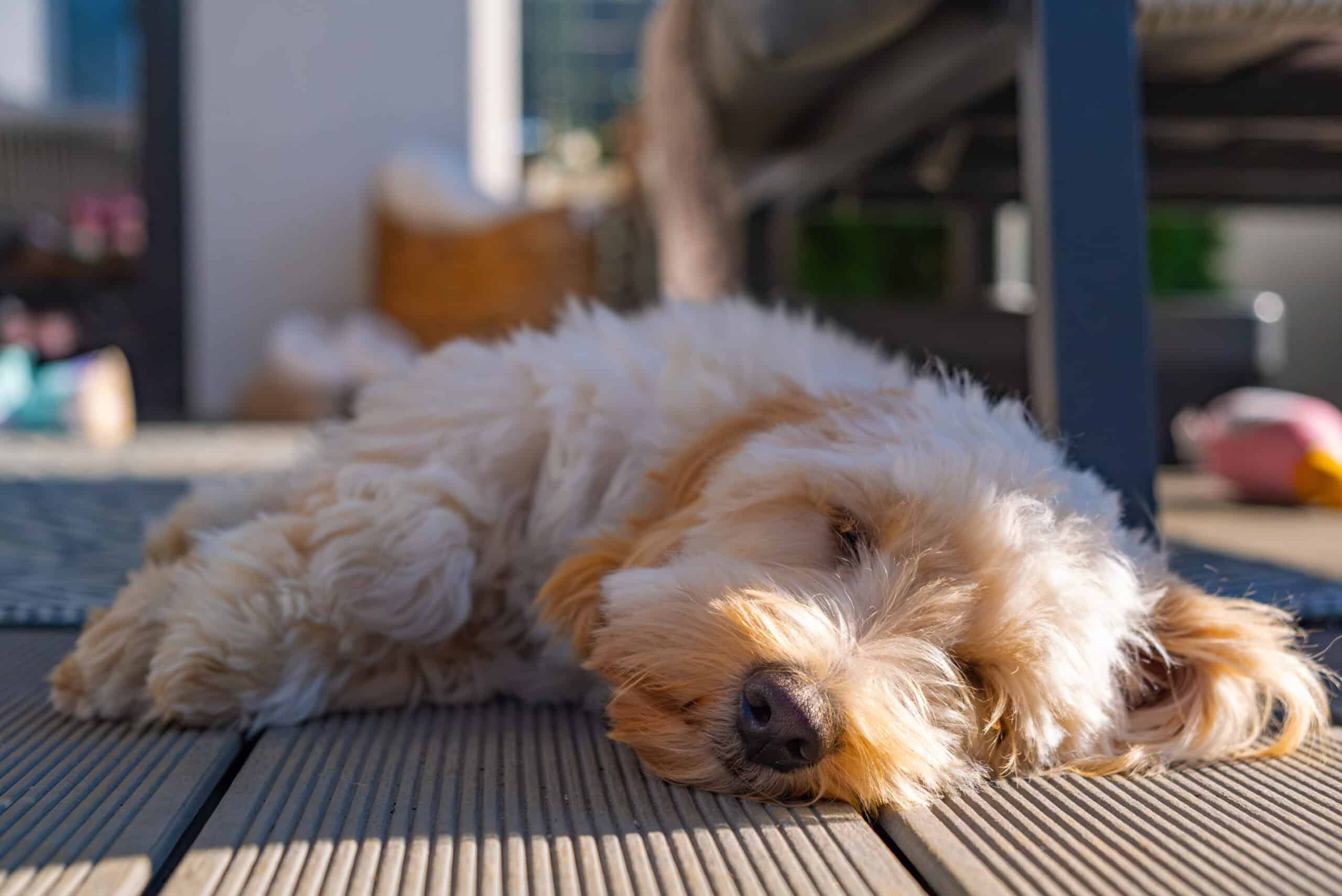 Adorable fluffy cockapoo with a soft shaggy coat napping on a sunny wooden deck
