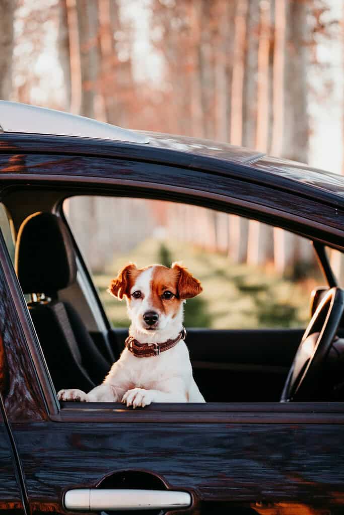 Adorable dog looking out of car window during daytime.