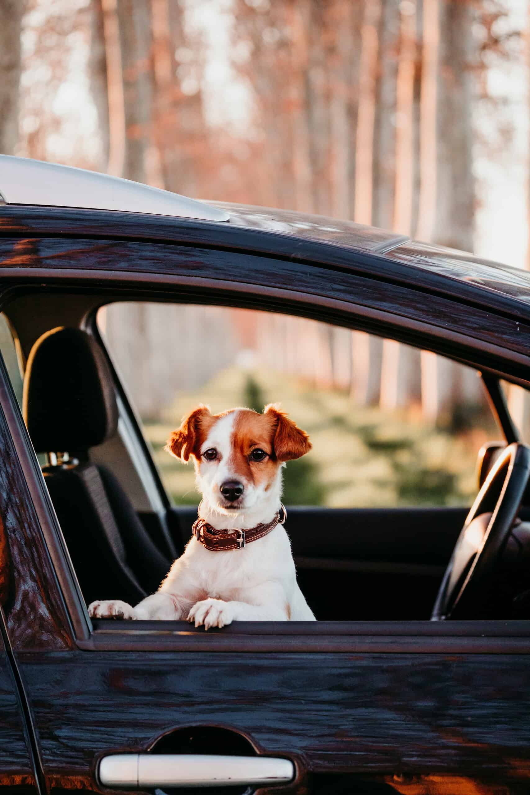 Adorable Jack Russell terrier sitting up and looking out of an open car window on a road trip