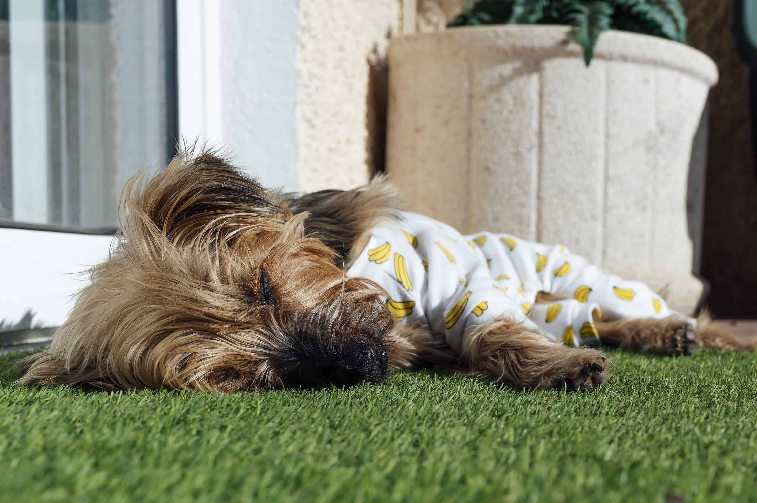 Adorable scruffy dog relaxing on the grass in a safely contained backyard