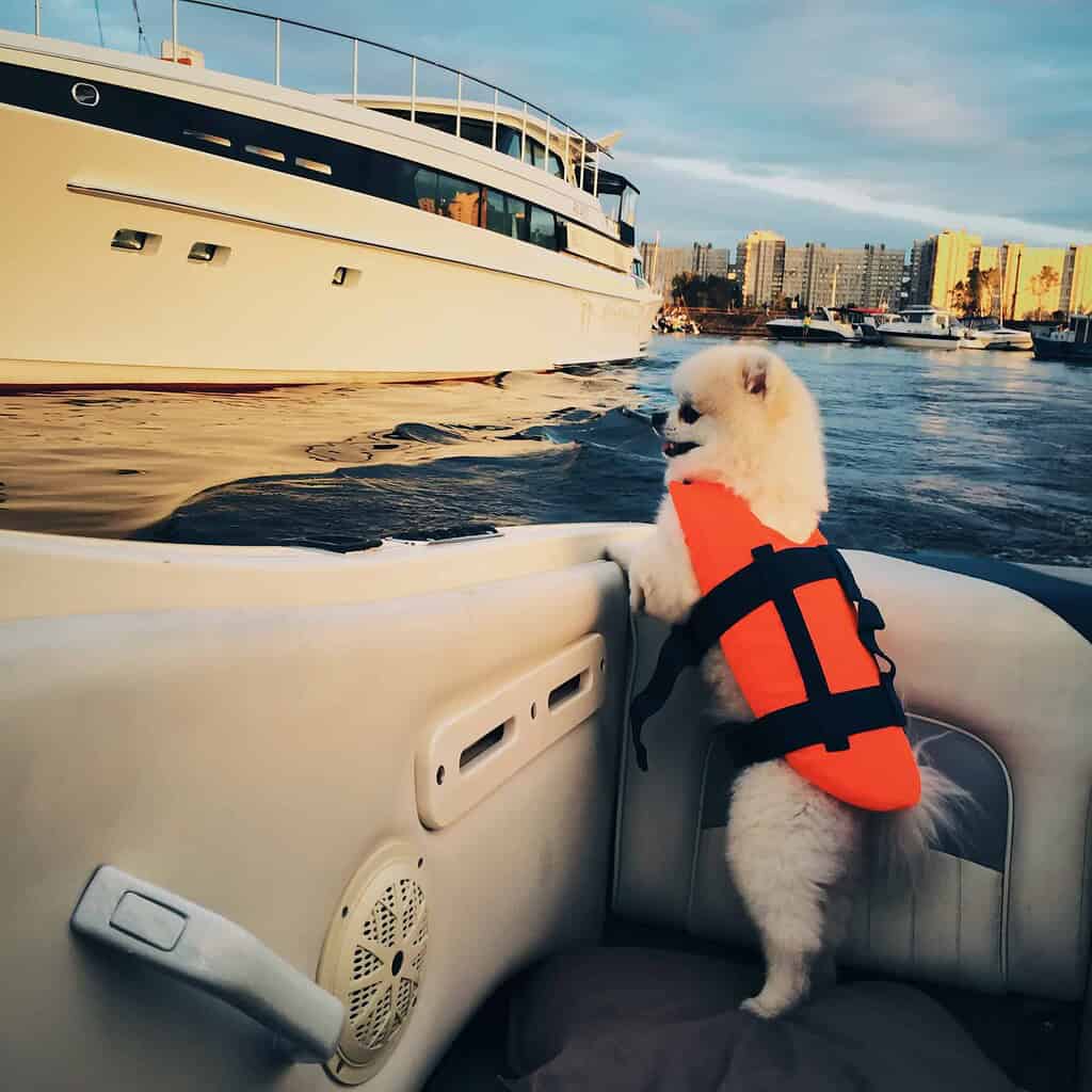 Adorable puppy wearing an orange life jacket on a boat with city skyline in background.