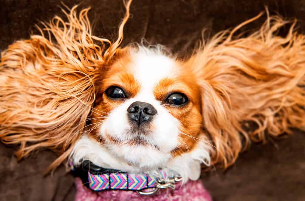 Close-up of a Cavalier King Charles Spaniel with floppy ears and expressive eyes.
