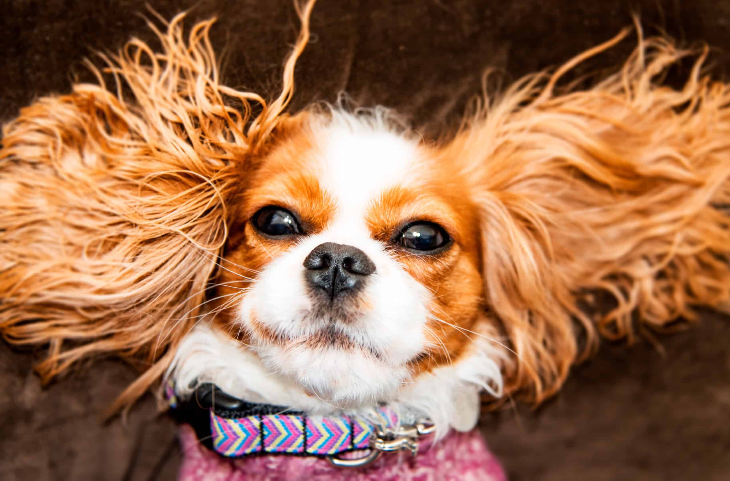 Adorable Cavalier King Charles Spaniel who needs a registered microchip and smart ID tag
