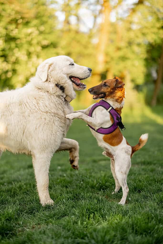 Two dogs playing together in a park with green trees in the background.