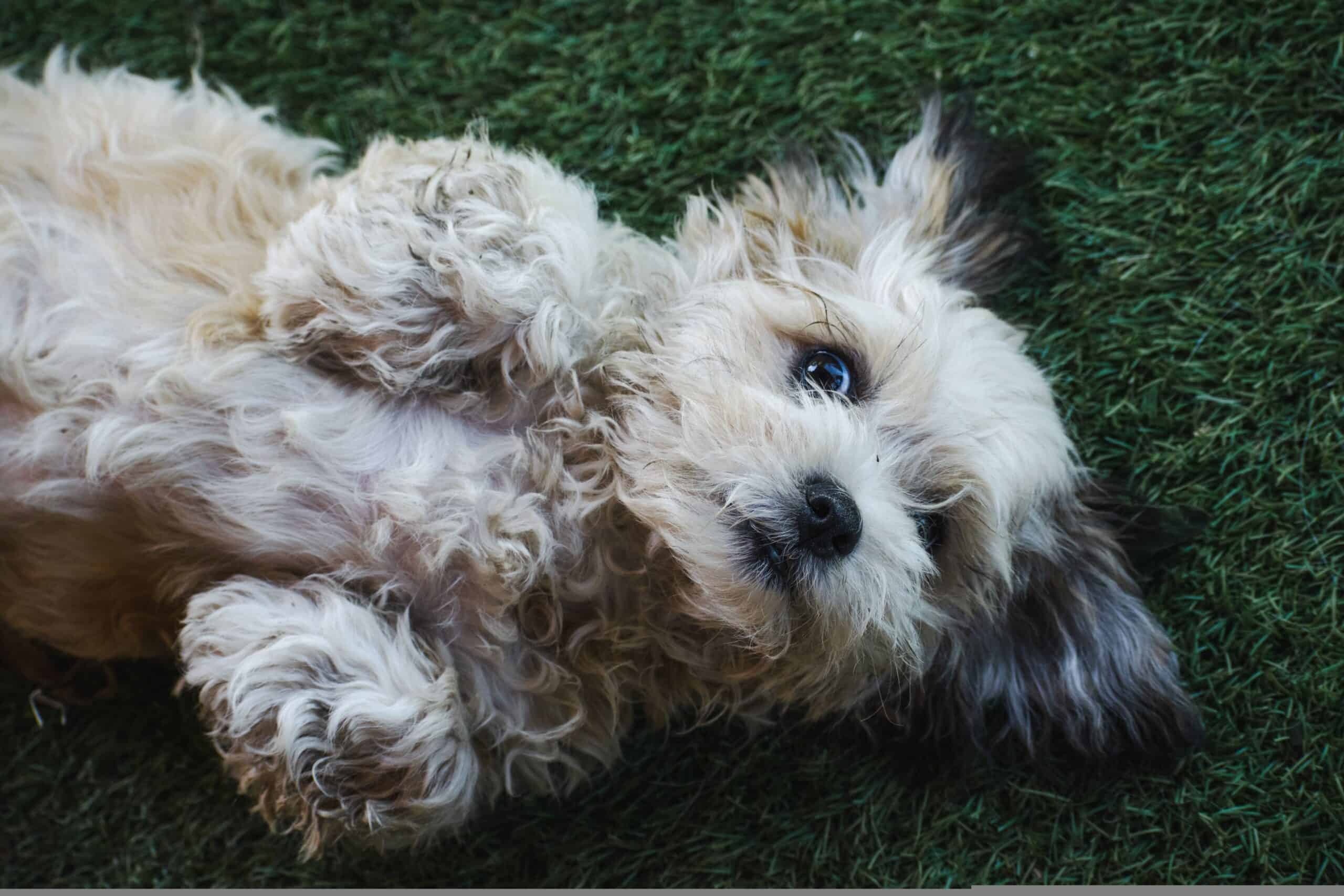 Adorable fluffy white dog rolling happily on green grass, a common source of paw irritation