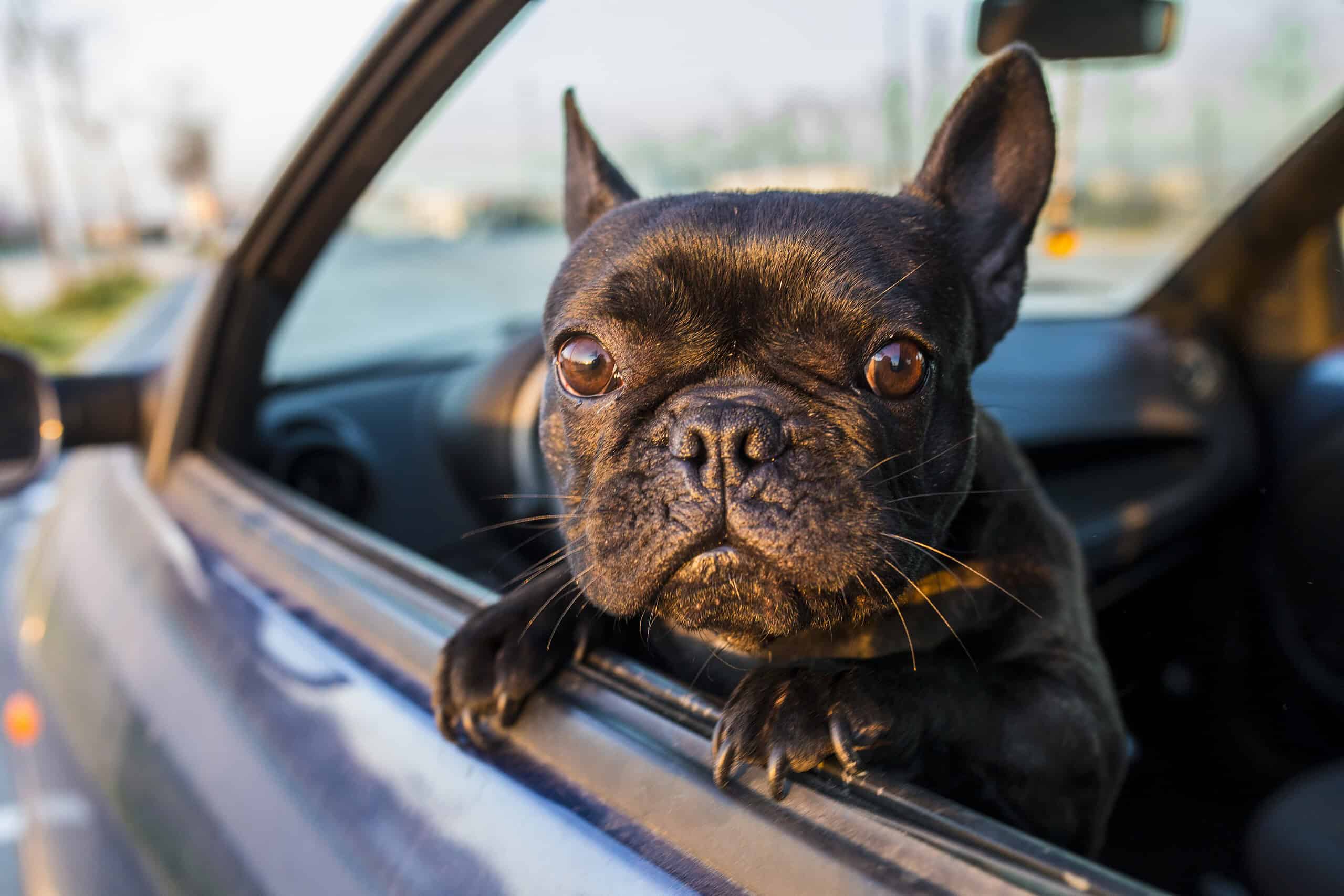 Adorable French Bulldog leaning out of a car window, the kind of dog who needs a ramp to get in