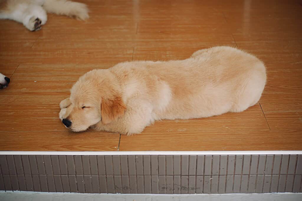 Golden retriever puppy lying down on wooden floor.