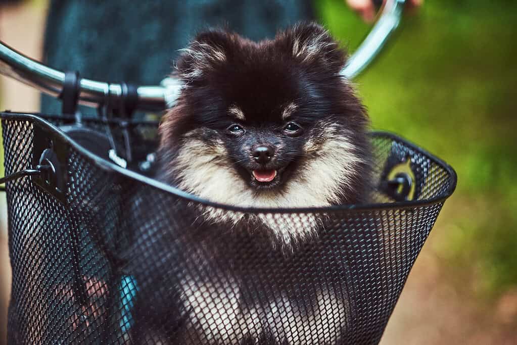 Adorable puppy sitting in bicycle basket outdoors.