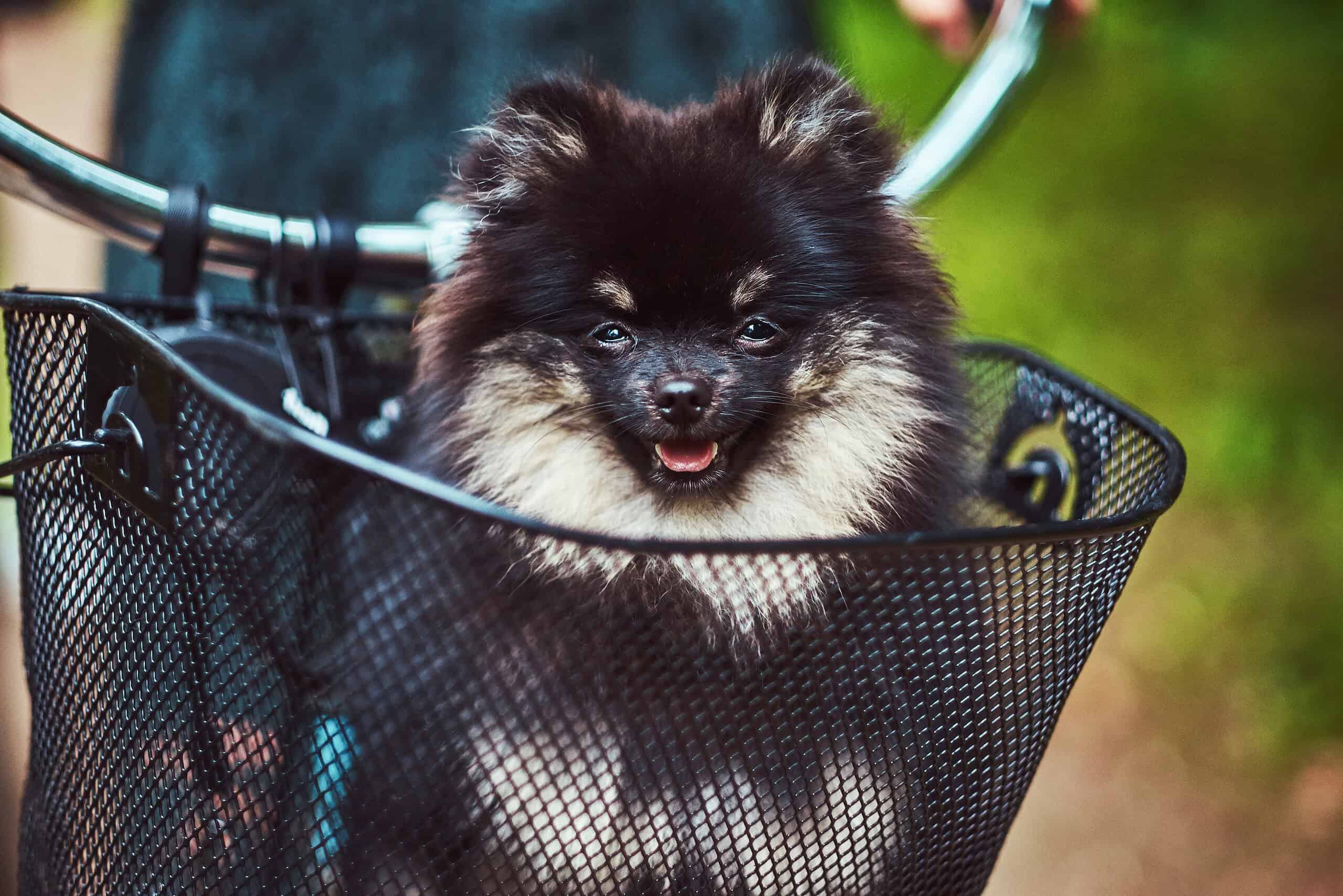 Adorable Pomeranian puppy sitting in a bicycle basket on a sunny day