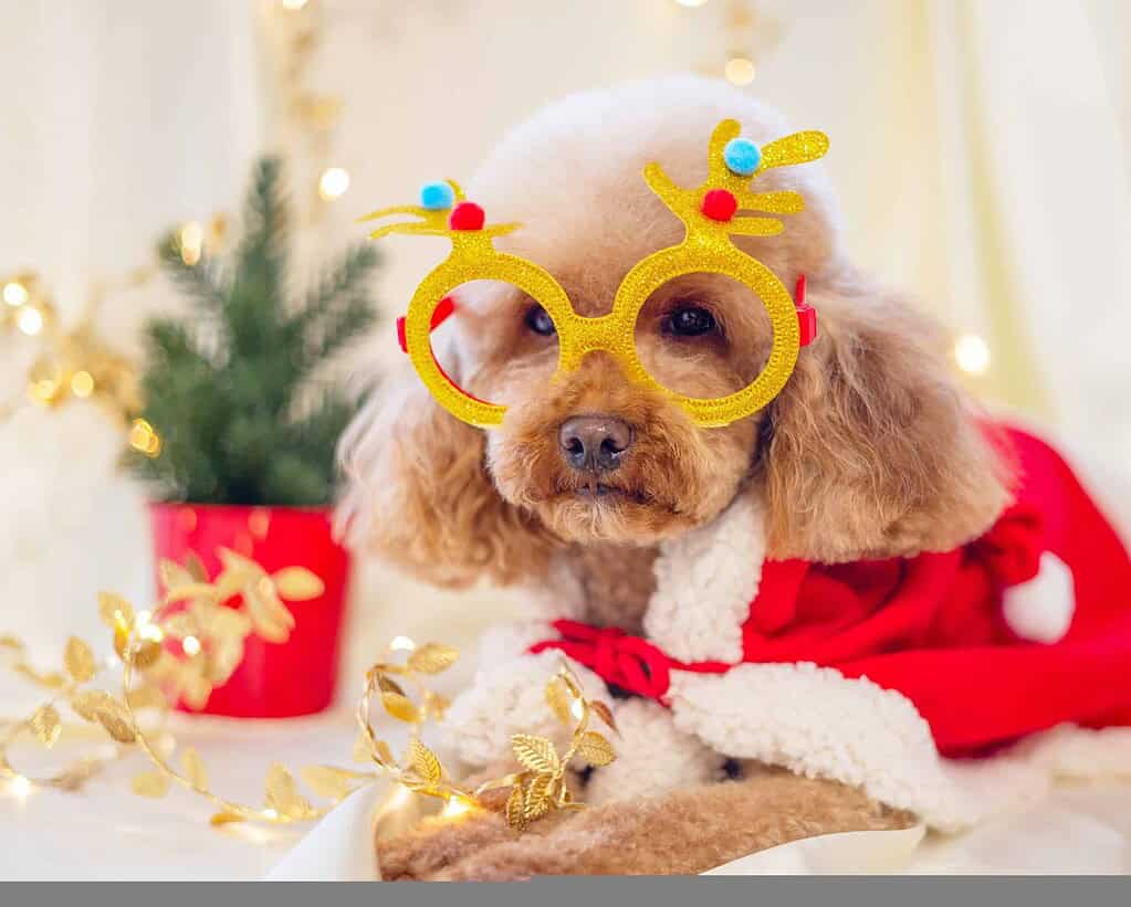 Dog wearing Christmas glasses and Santa outfit with holiday decorations.