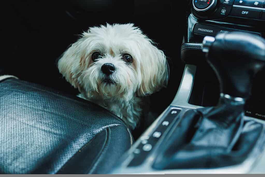 Adorable small dog sitting in car interior near gear shift.