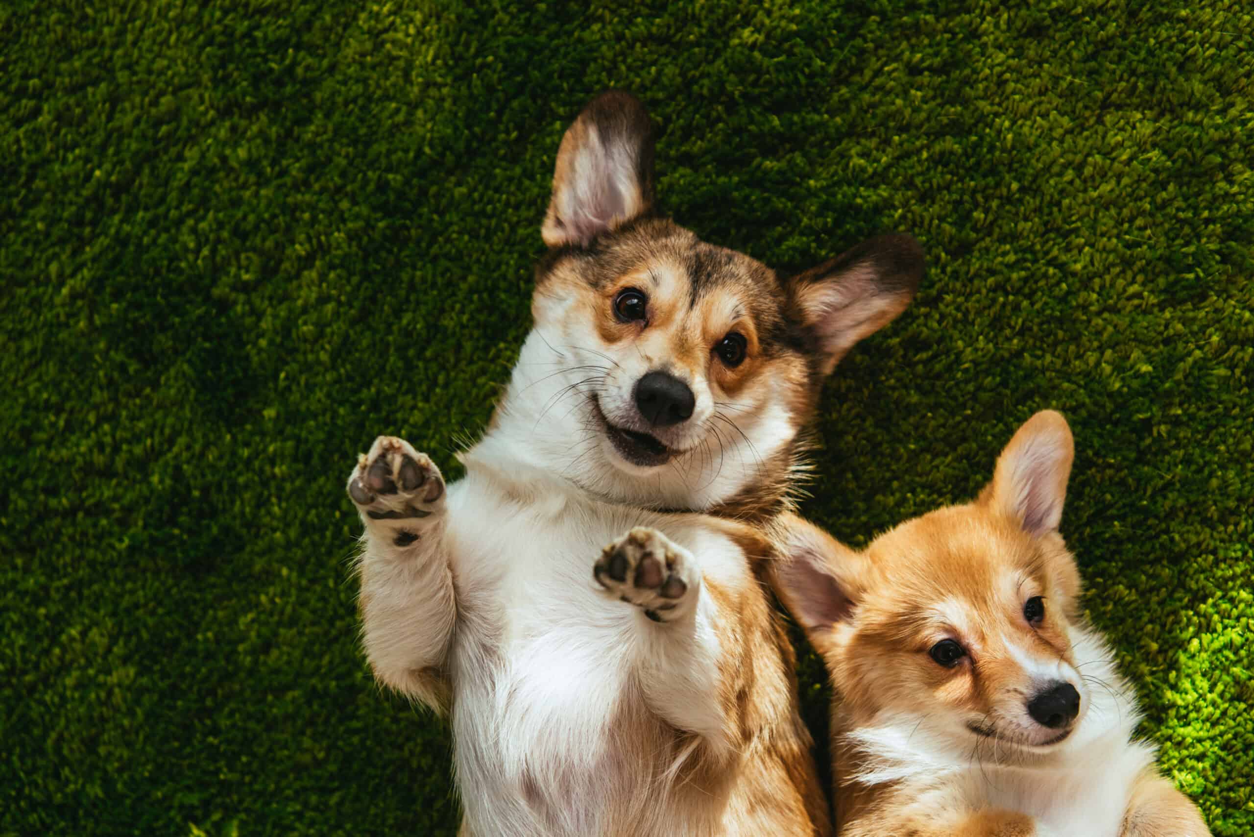 Two adorable corgis lying on green grass with their paws up, looking happy and healthy