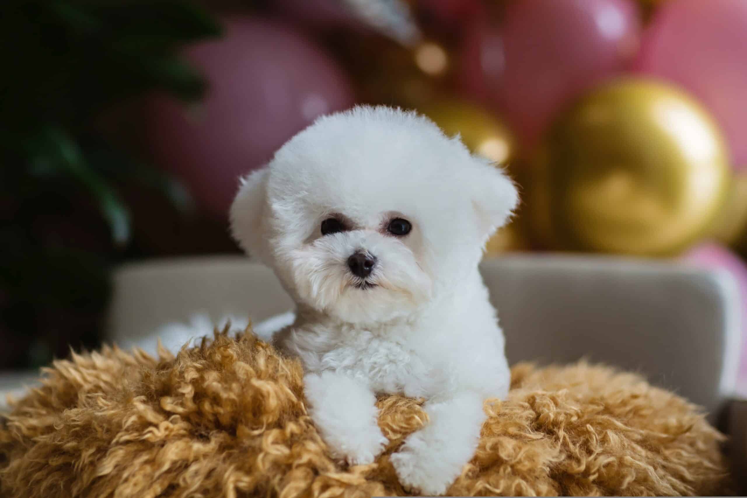 Adorable fluffy white Bichon puppy sitting on a soft blanket, waiting for a gentle meal