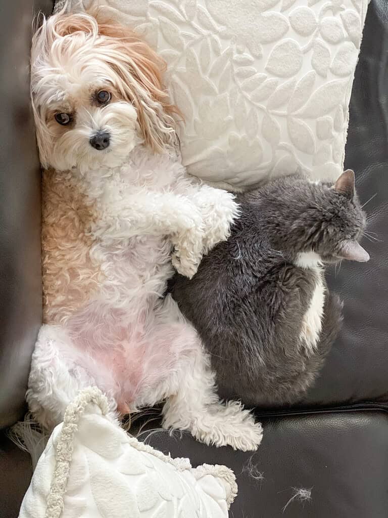 Affectionate dog and cat cuddling together on a sofa at home