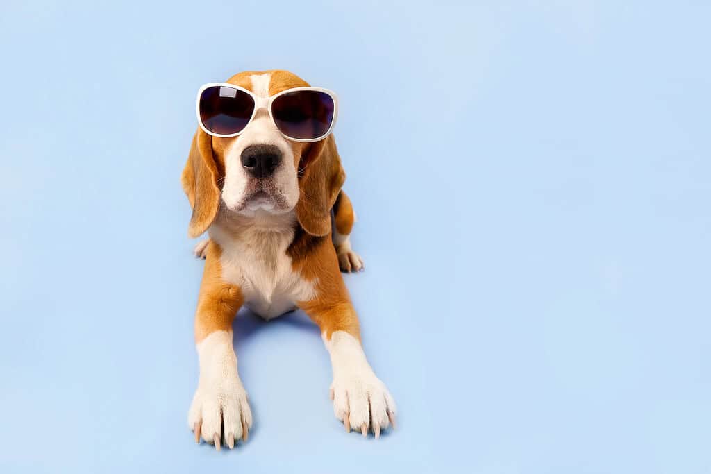 Dog wearing sunglasses on a blue background, showcasing pet accessories.