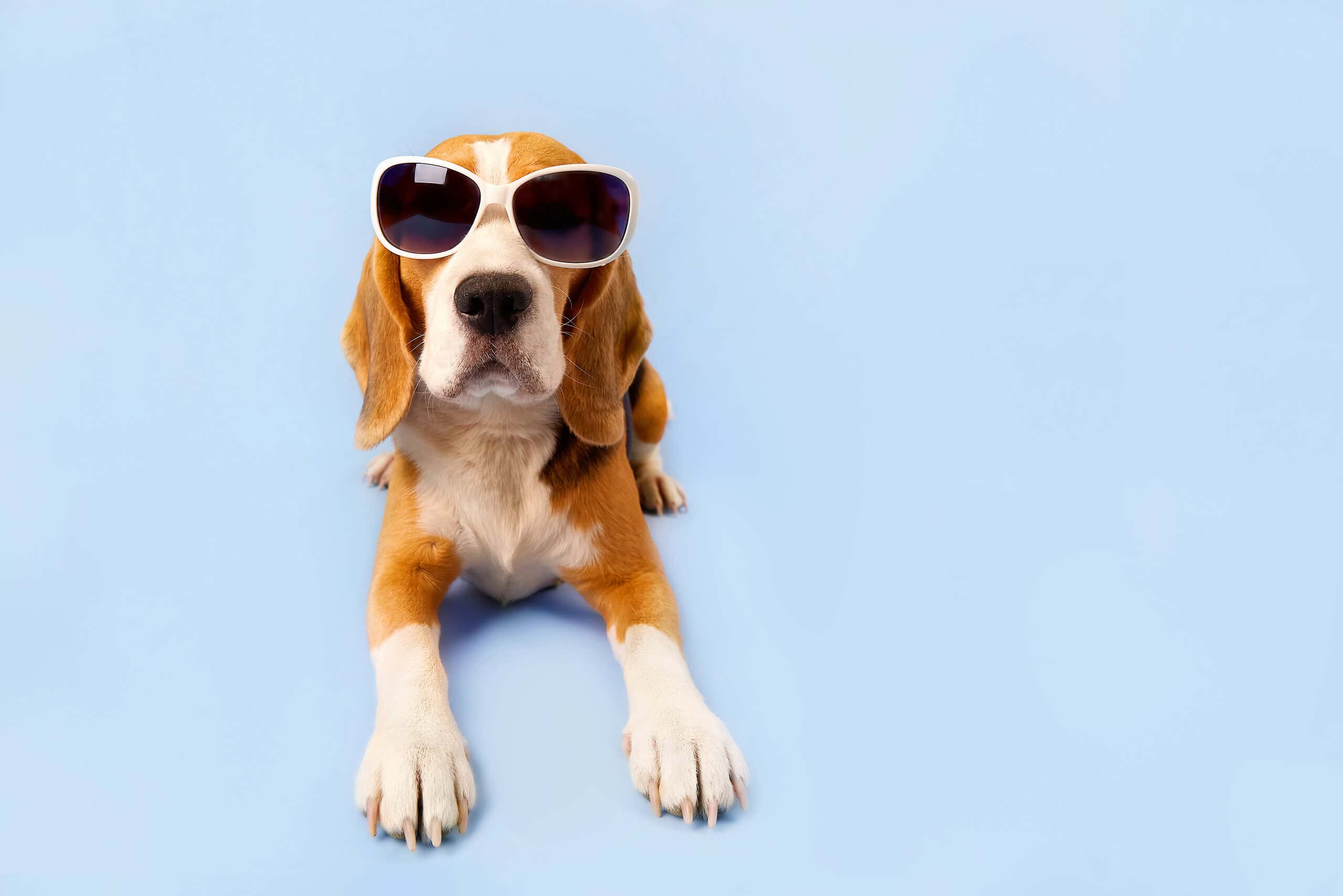 Adorable beagle wearing heart sunglasses, ready for a smart pet ID tag