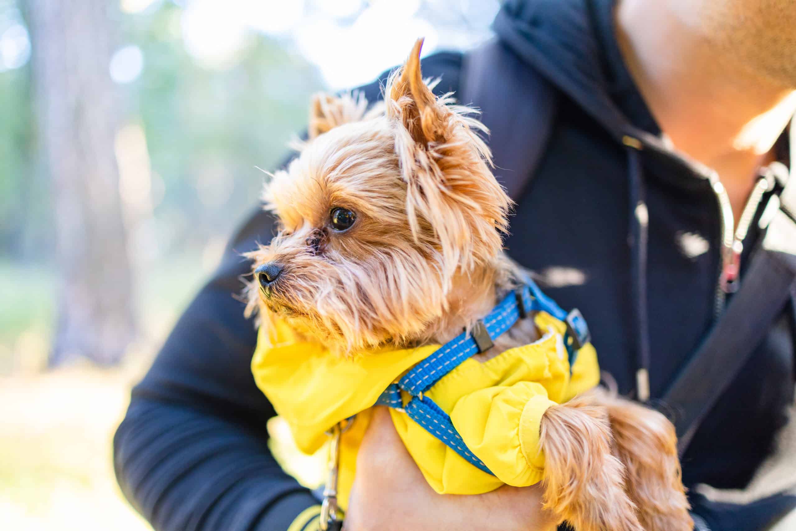 Adorable Yorkshire terrier in a yellow coat and blue harness ready for a loose-leash walk