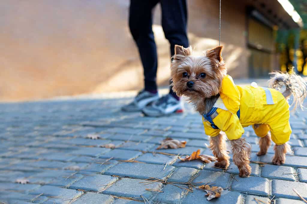 Small dog wearing a yellow raincoat on a cobblestone street with a person in the background.