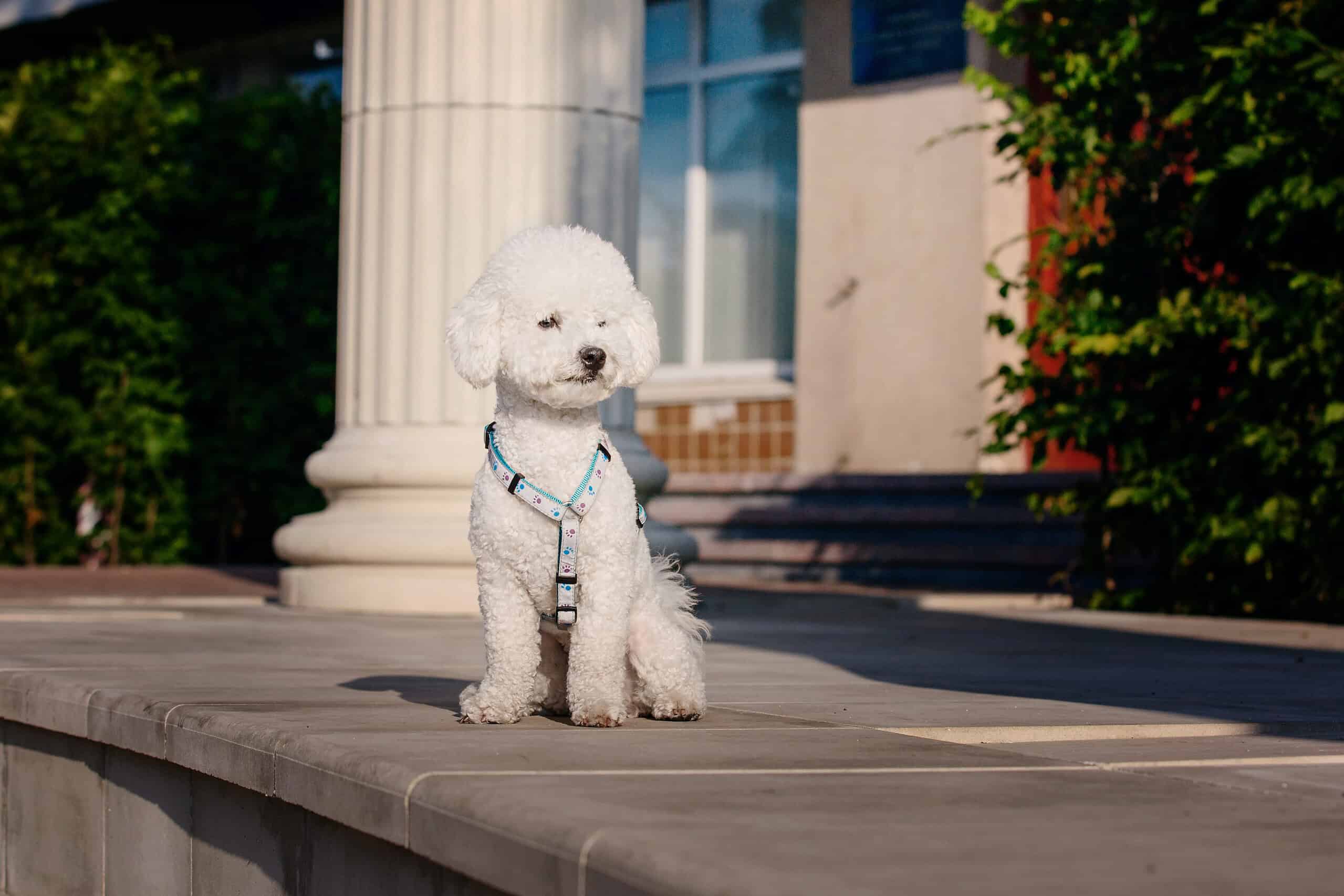 Adorable fluffy white dog sitting outside in the sunshine on a potty break