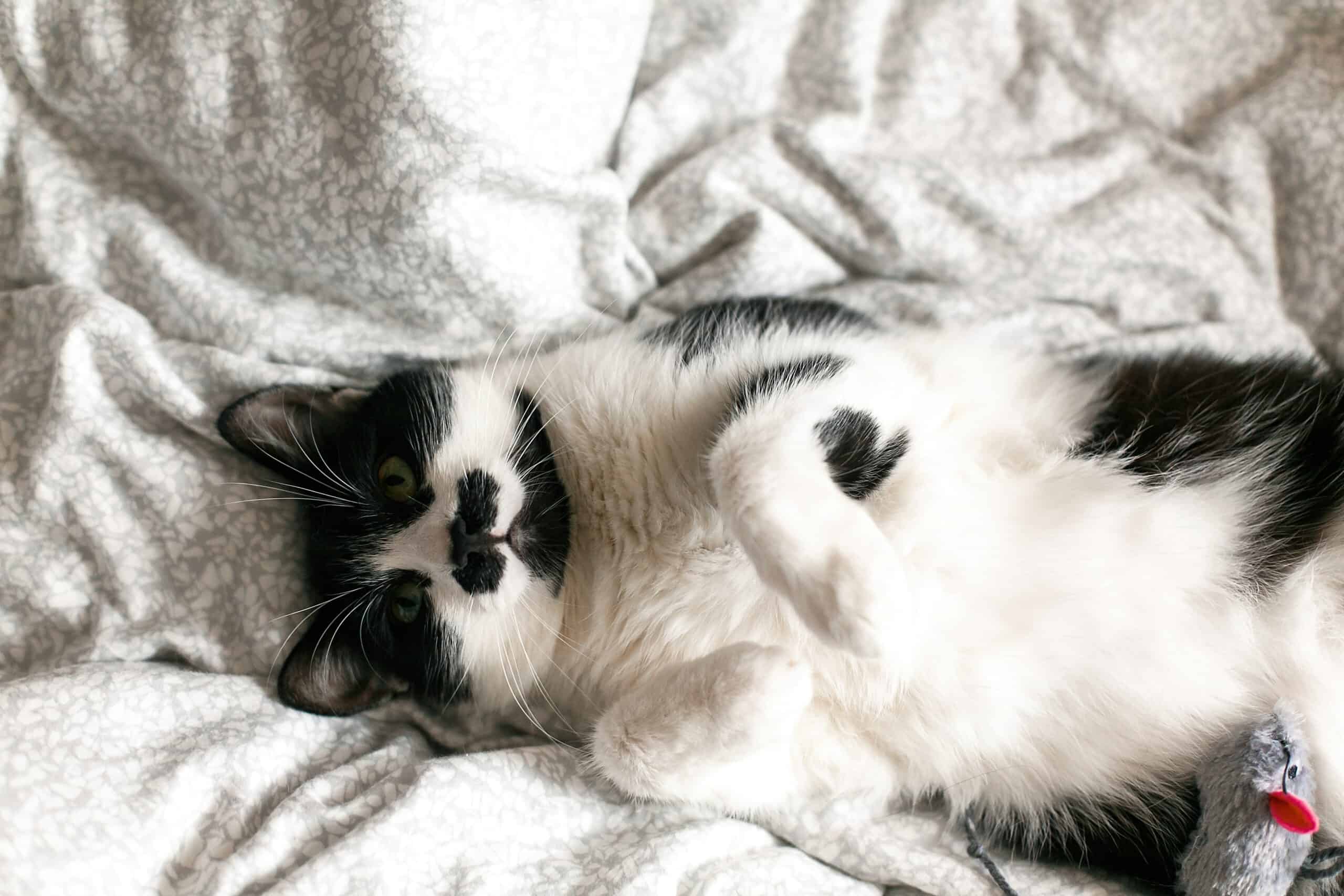 Adorable black and white cat sprawled belly-up and fast asleep on a soft white bed