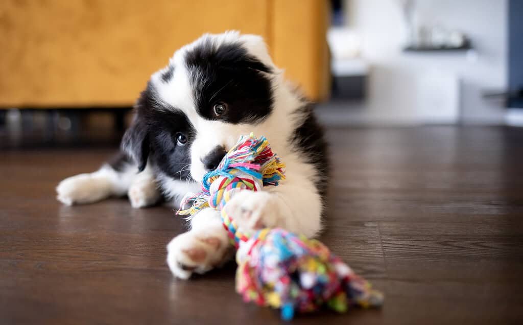 Adorable black and white Border Collie puppy playing with a colorful rope toy.
