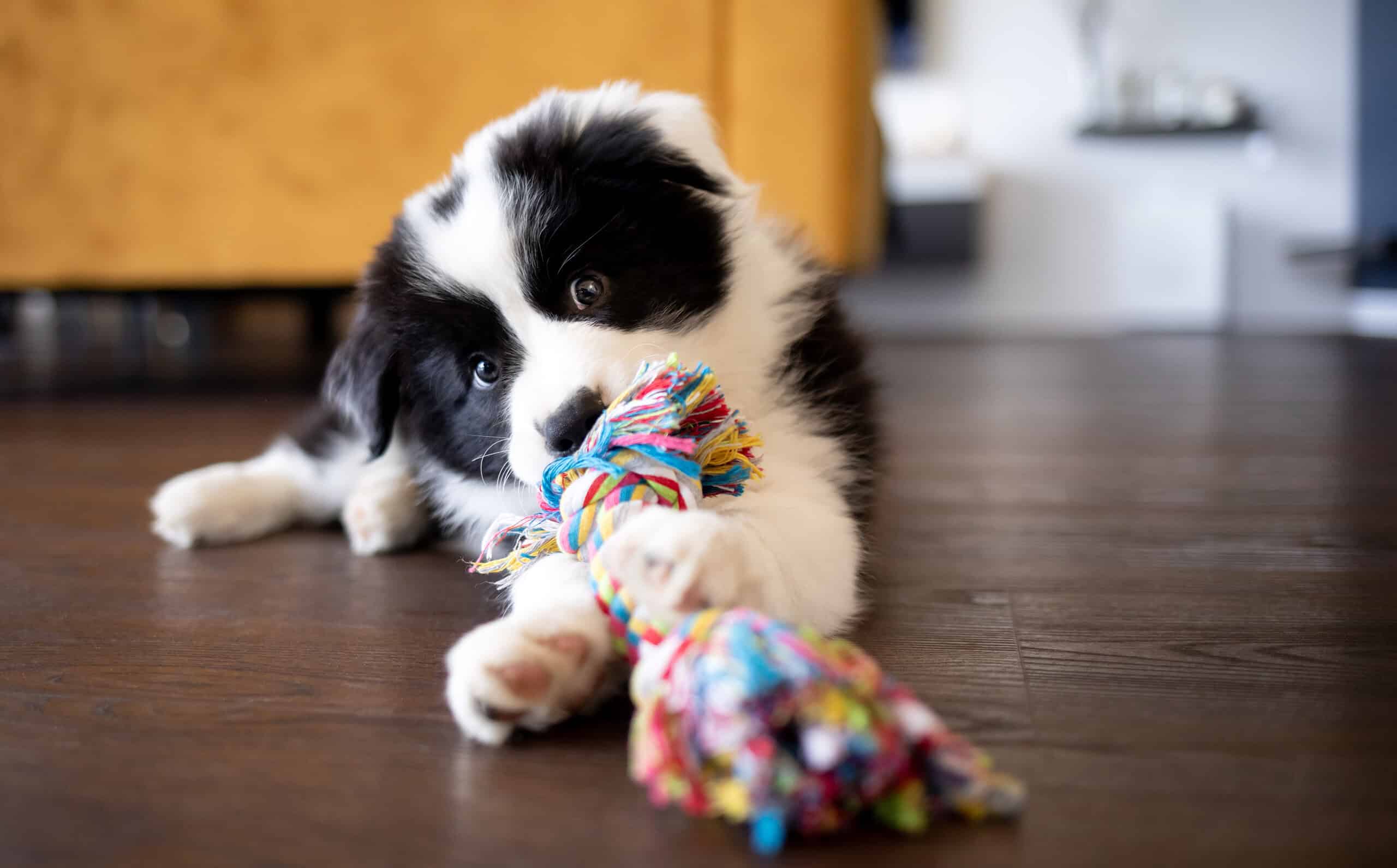 Adorable black and white border collie puppy chewing happily on a colorful rope toy