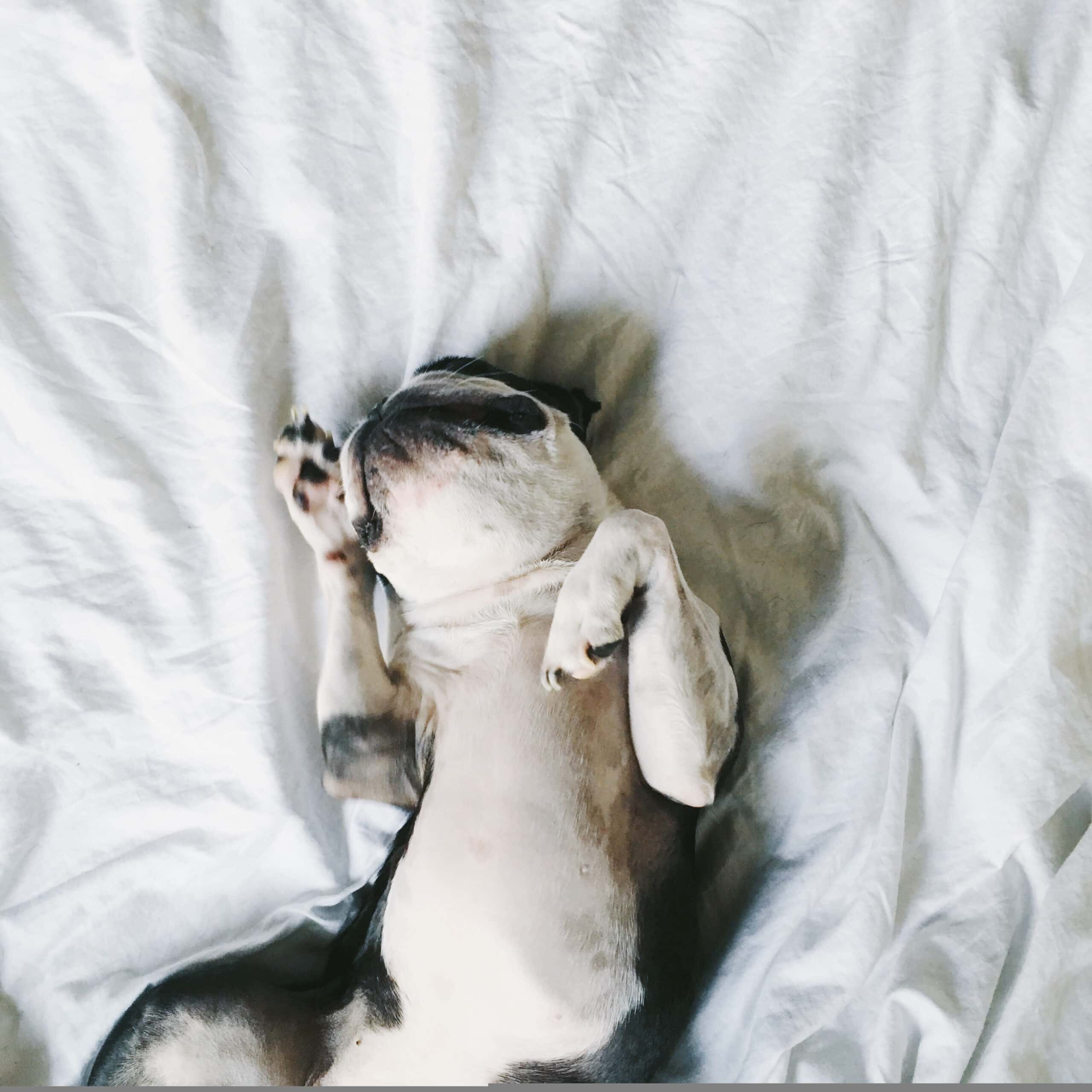 Adorable puppy lying on its back on white bedding with floppy ears spread out
