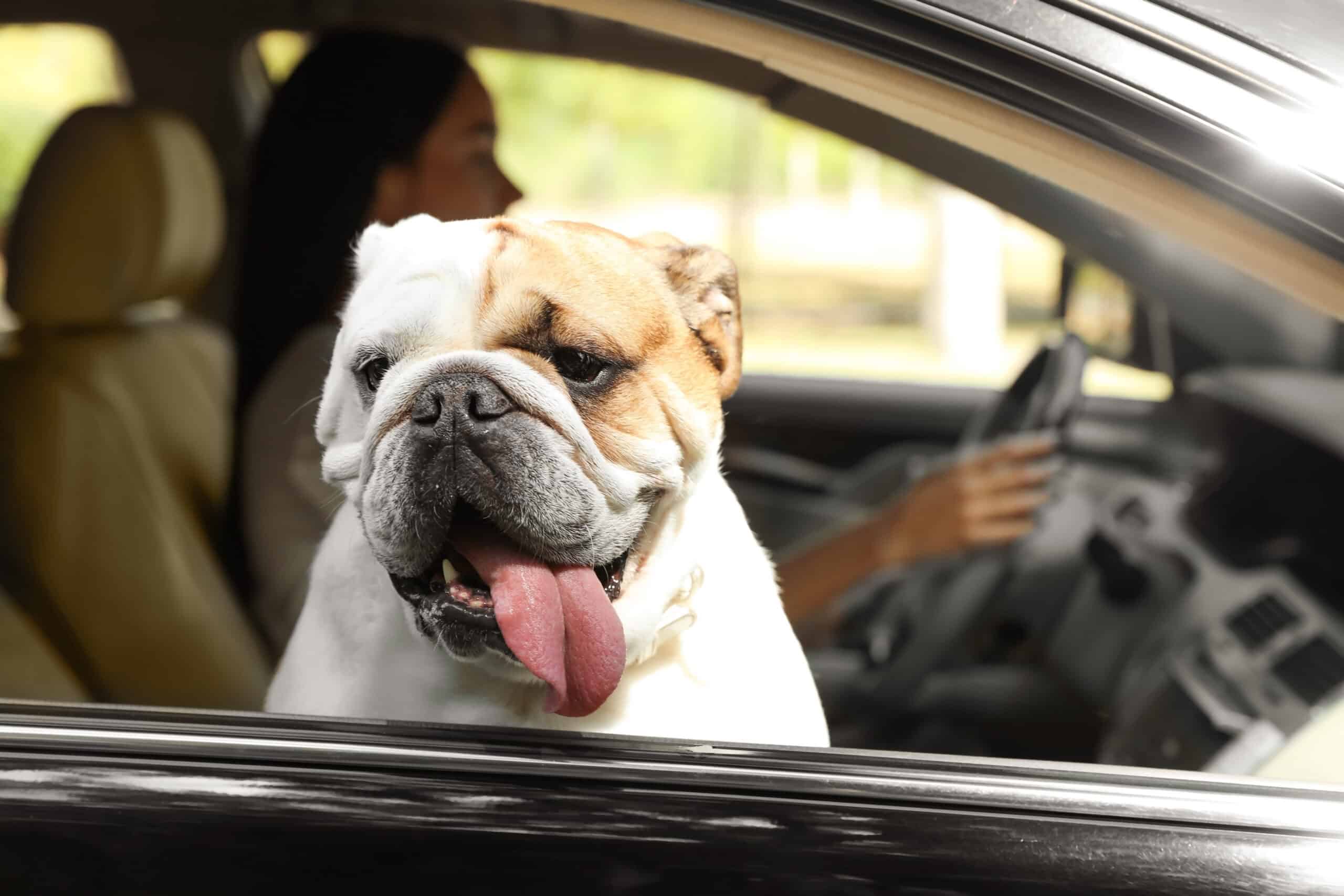 Adorable English bulldog with its tongue out leaning out of an open car window