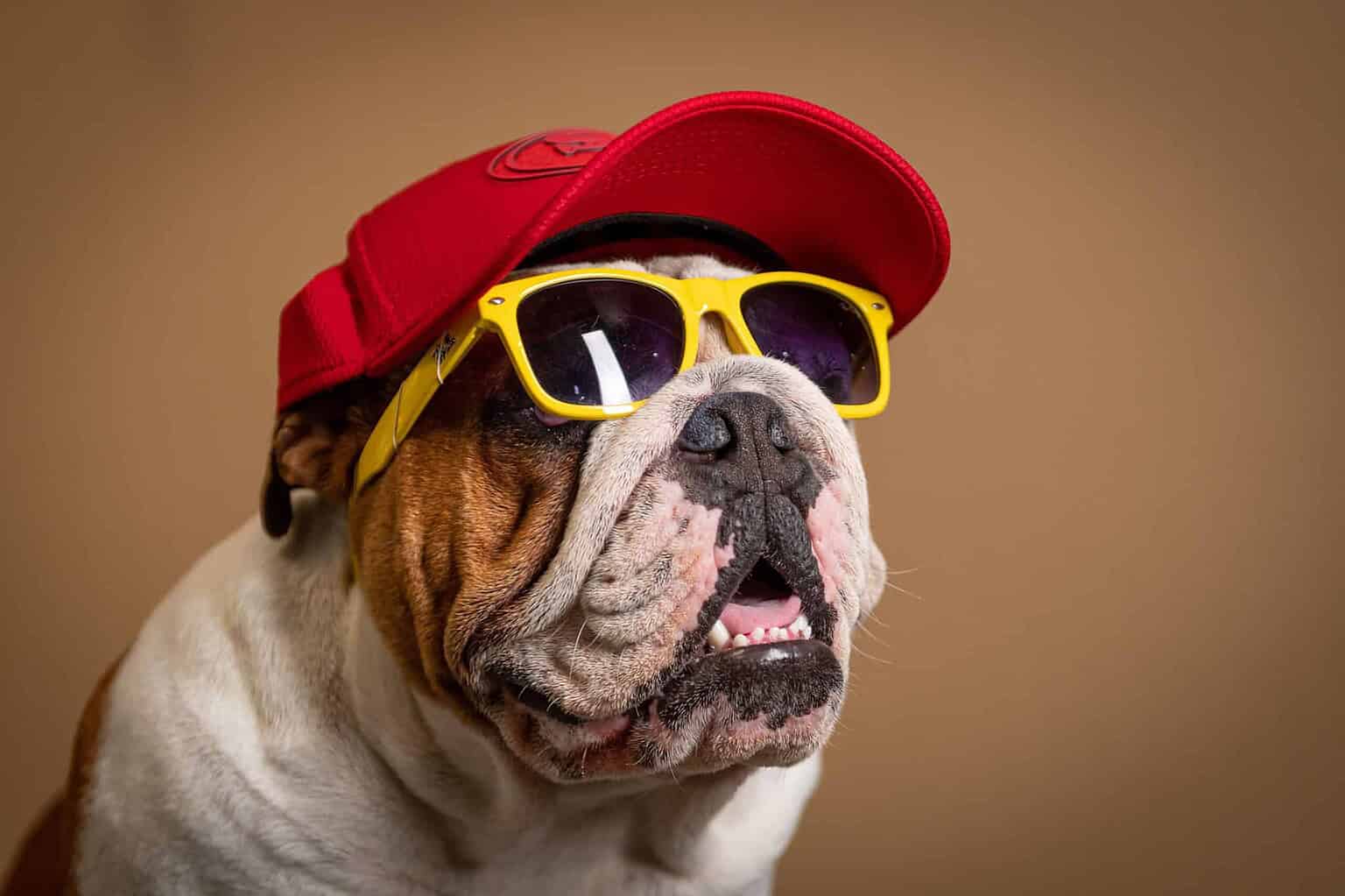 Dog wearing yellow sunglasses and red cap, looking stylish.