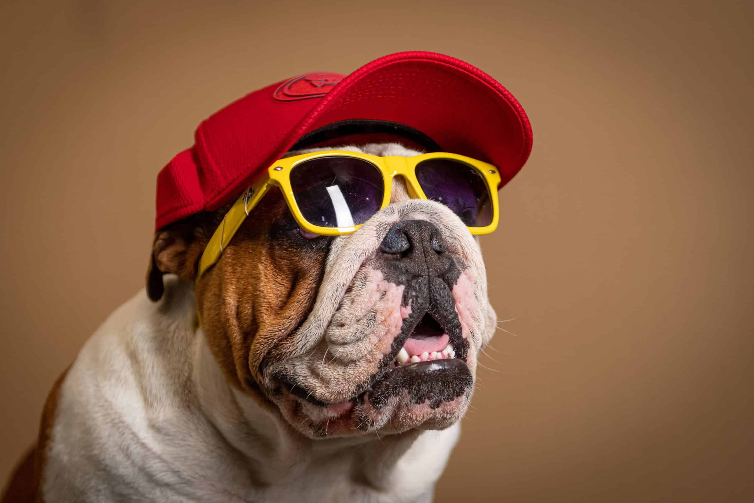 Adorable bulldog in sunglasses and a red cap wearing an NFC smart pet ID tag