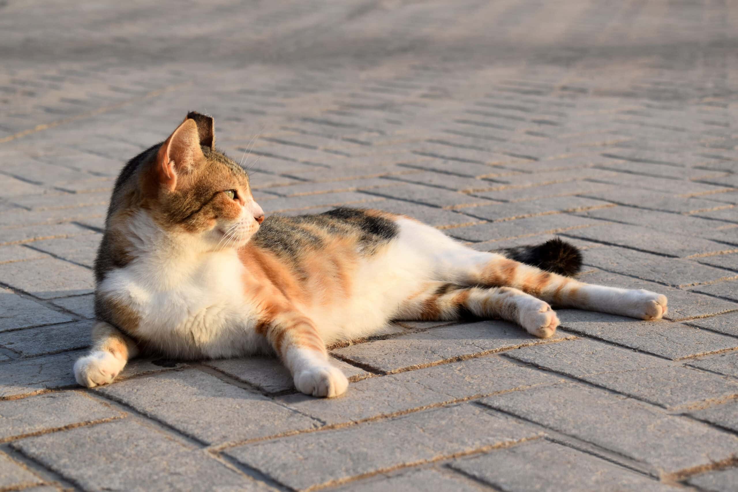 Adorable calico cat lounging and stretching contentedly on sunlit brick pavers