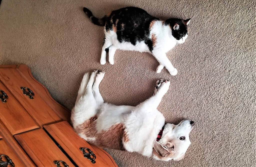 Two cats playing on beige carpet, one black and white, one white with orange spots.