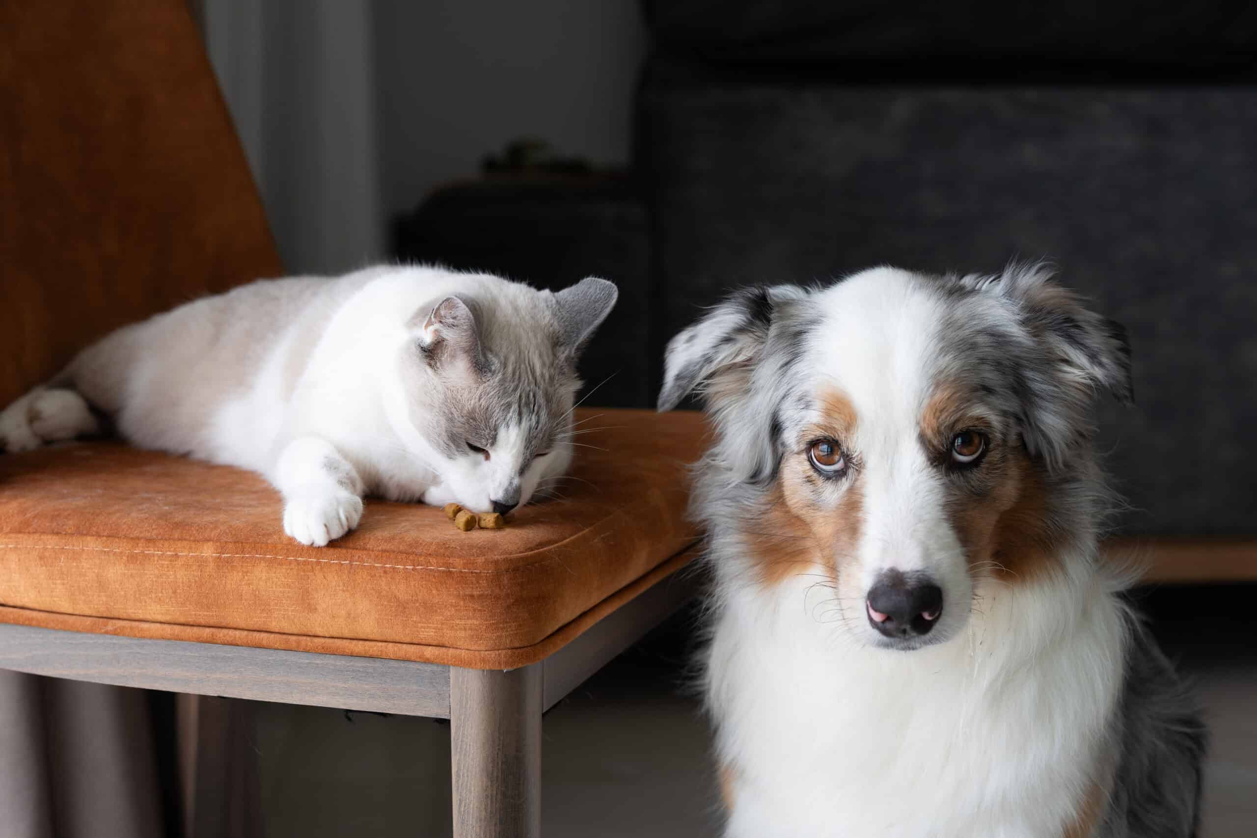 Adorable white cat and Australian shepherd dog relaxing together indoors