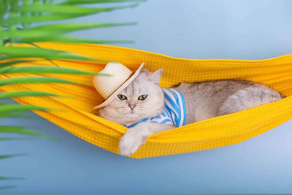 Gray cat with blue striped shirt in yellow hammock with hat.