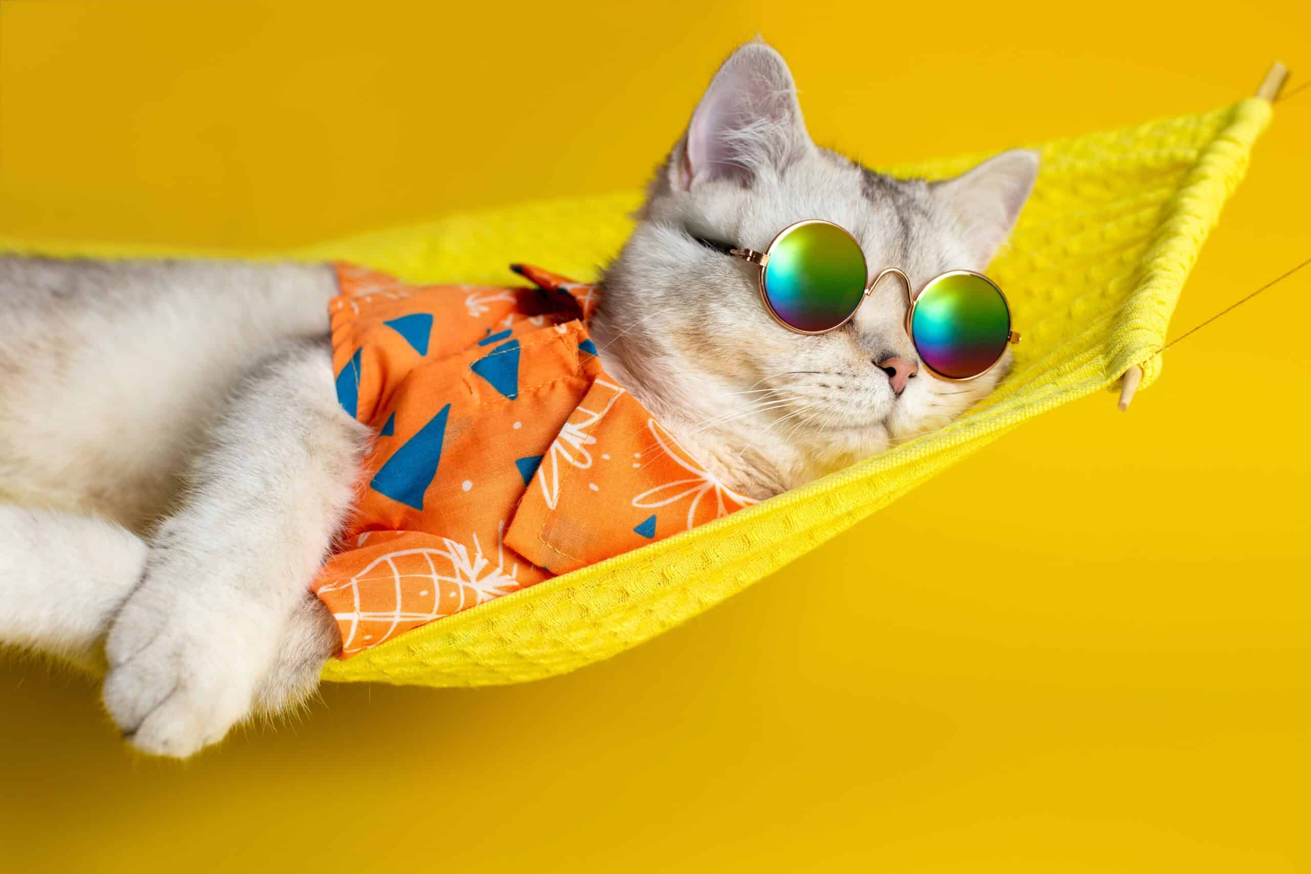 Adorable white and grey cat lounging in a bright yellow hammock wearing tiny sunglasses