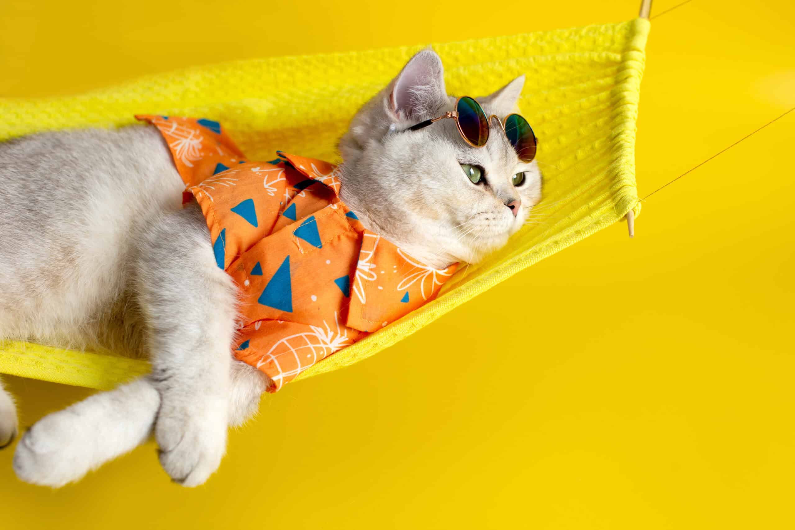 Adorable white and grey cat lounging happily in a bright yellow hammock wearing tiny sunglasses
