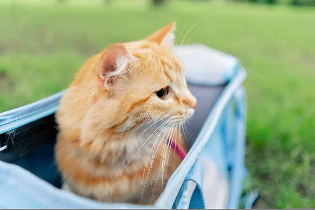 Orange tabby cat in a blue pet carrier outdoors on green grass.
