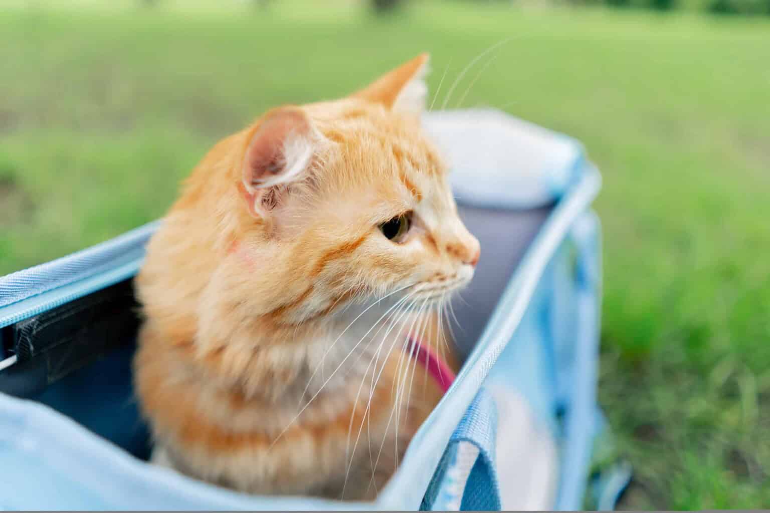 Orange tabby cat in a blue pet carrier outdoors on green grass.