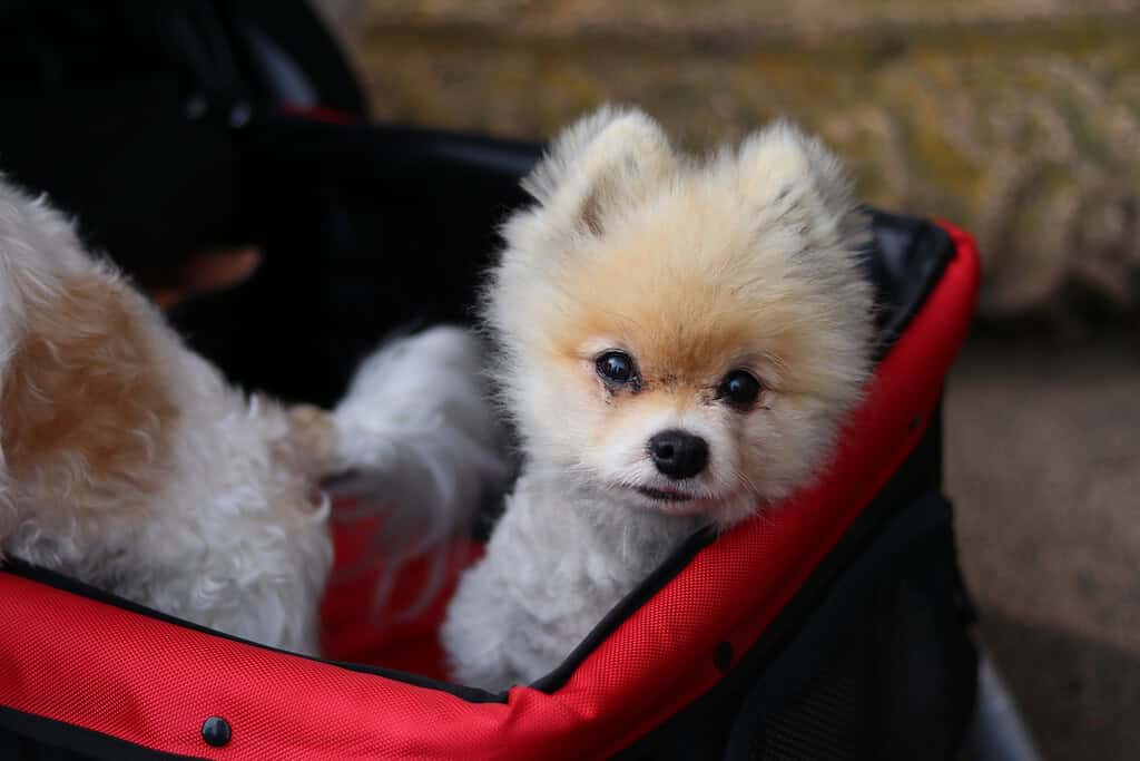Adorable Pomeranian puppy sitting in a red pet carrier outdoors.
