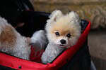 Adorable Pomeranian puppy sitting in a red pet carrier outdoors.