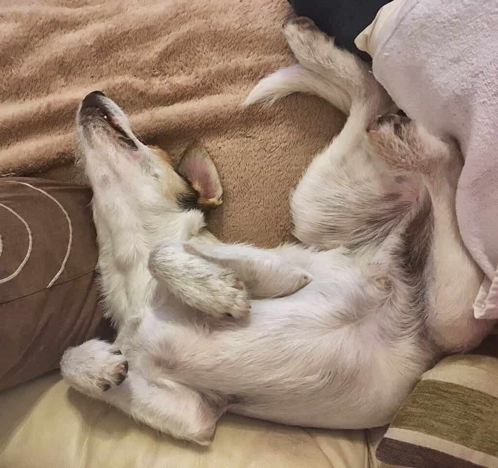 Adorable puppy sleeping on a beige couch with a pillow.