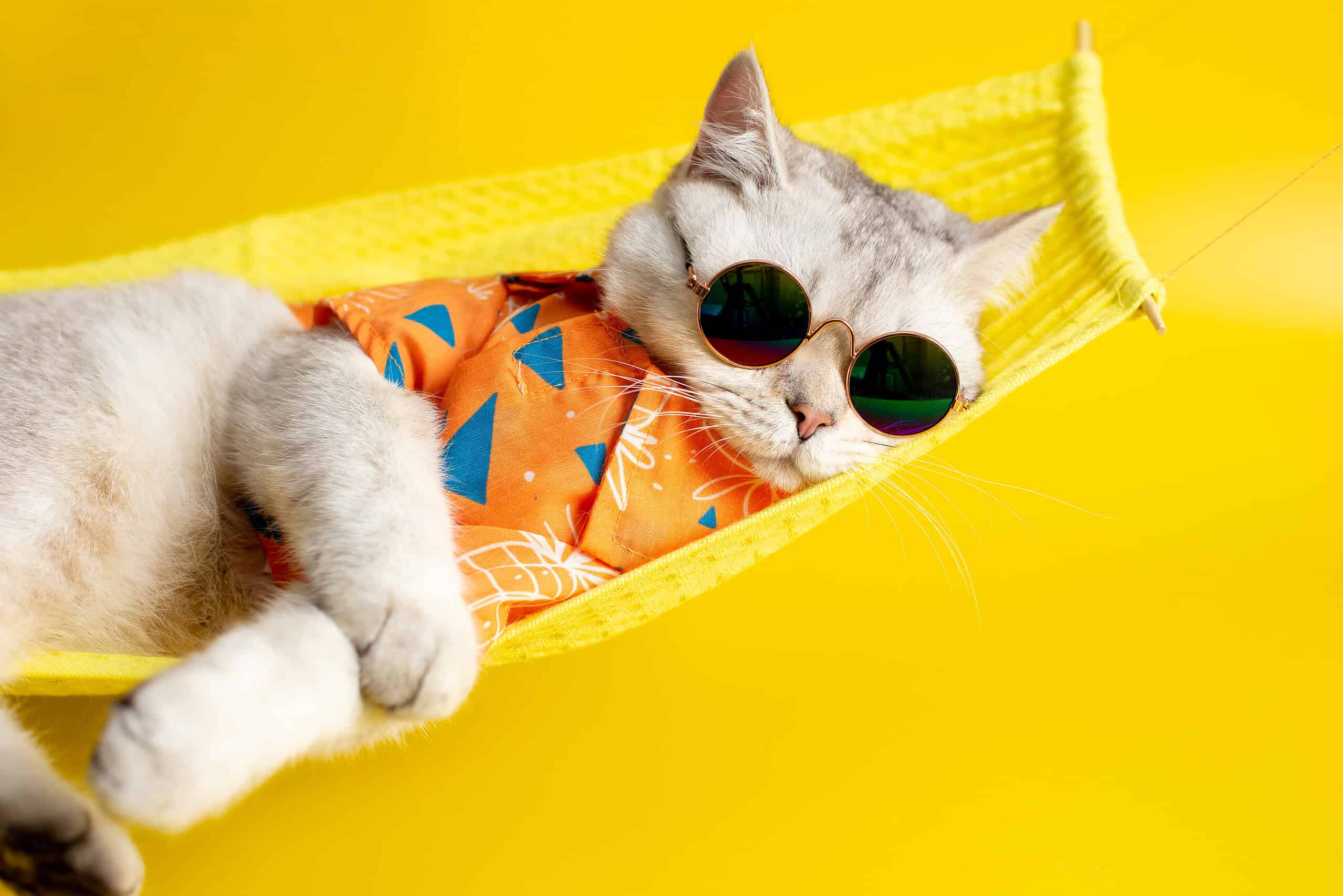 Adorable white cat lounging in a bright yellow hammock wearing tiny round sunglasses