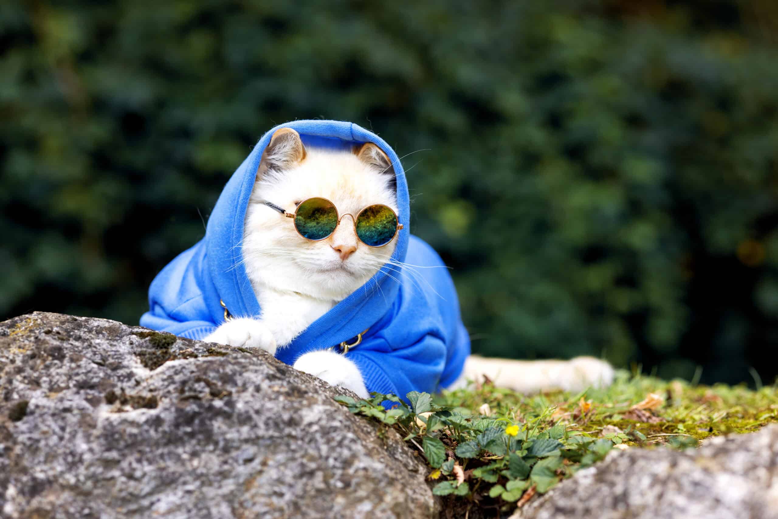 Cool cat in a blue hoodie and sunglasses representing 2026 pet tech trends