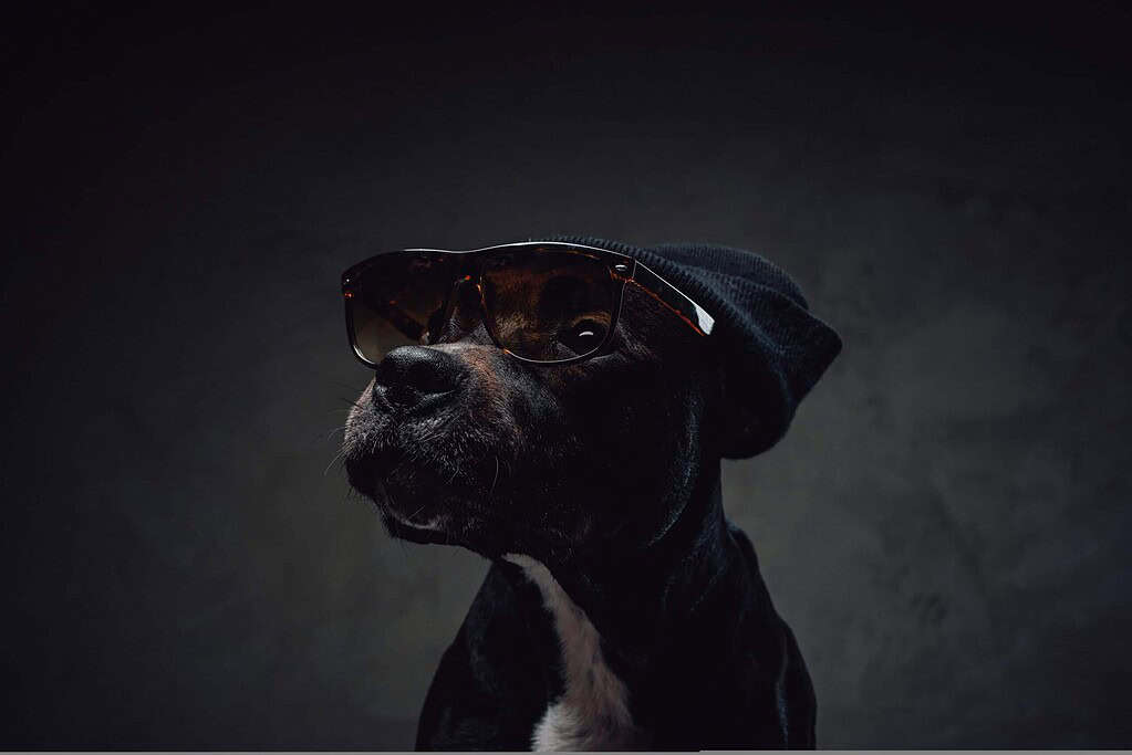 Black dog with sunglasses and beanie hat on dark background.