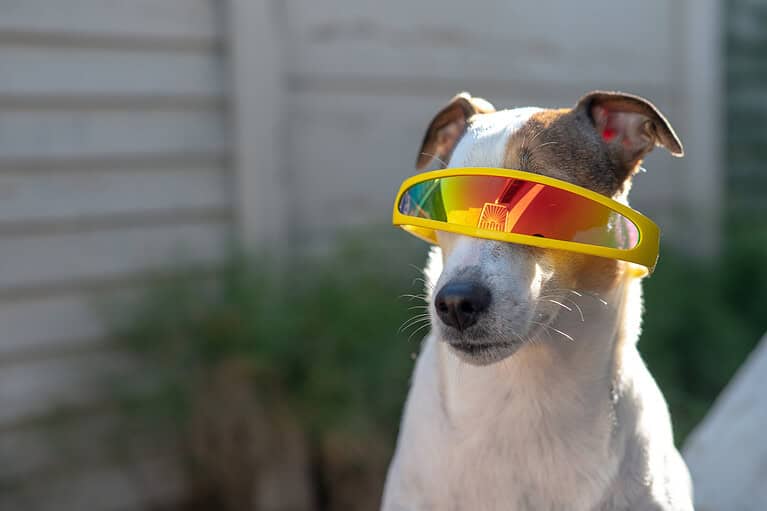Dog with yellow and red reflective sunglasses outdoors.