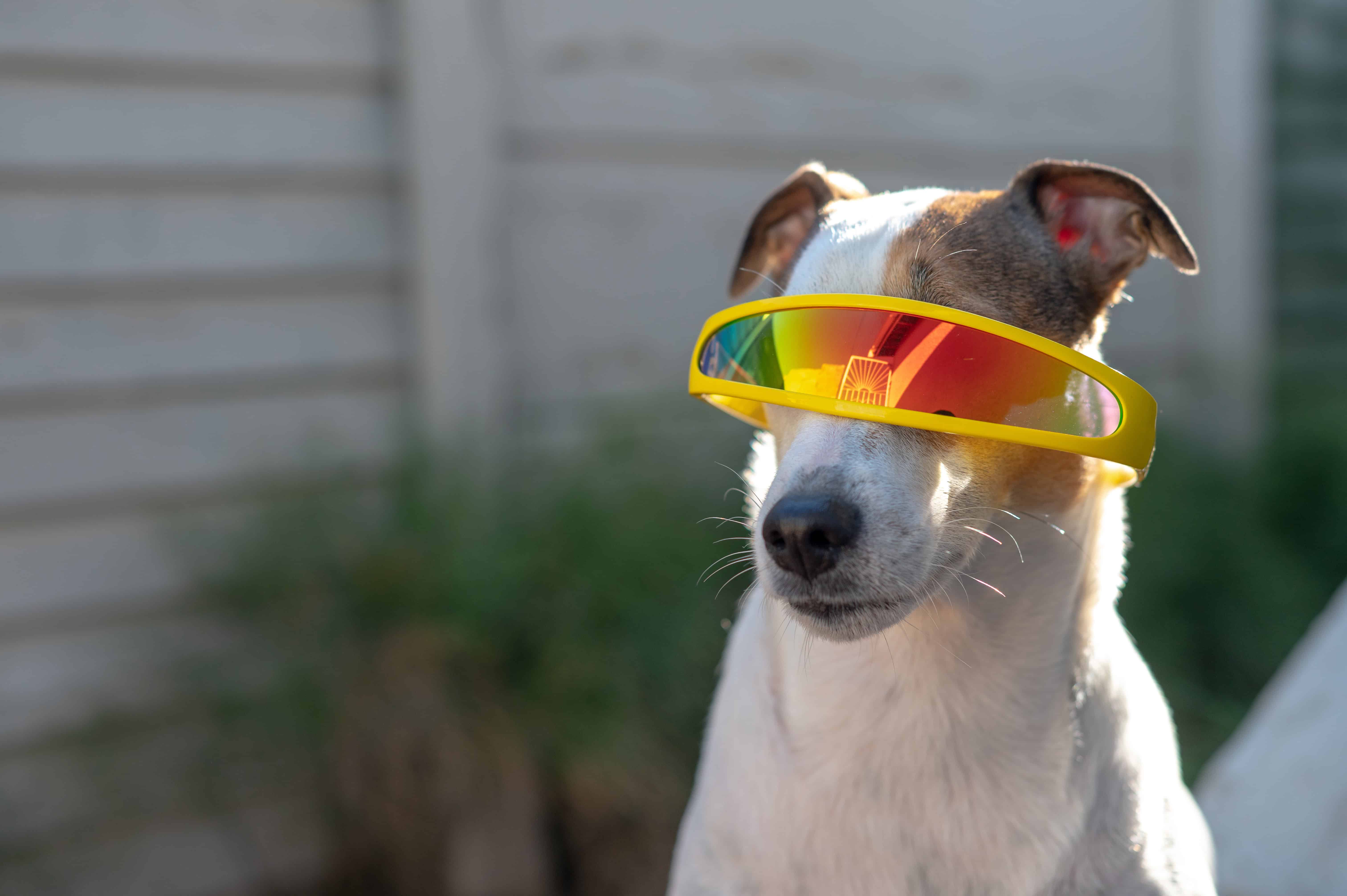 Adorable Jack Russell terrier wearing bright sunglasses outdoors in a sunny garden