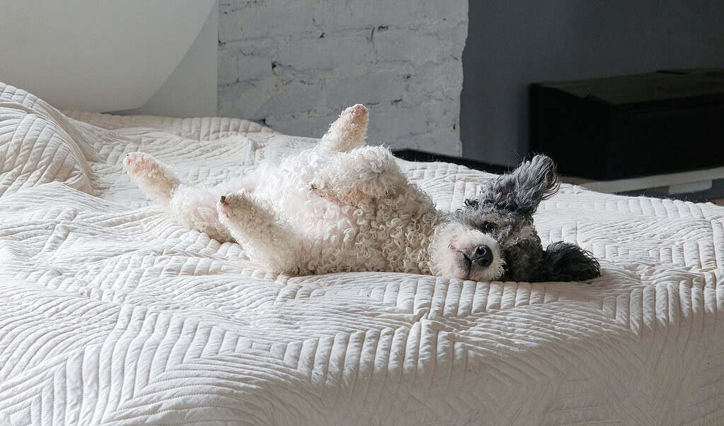Dog lying on its back on a white quilted bed.