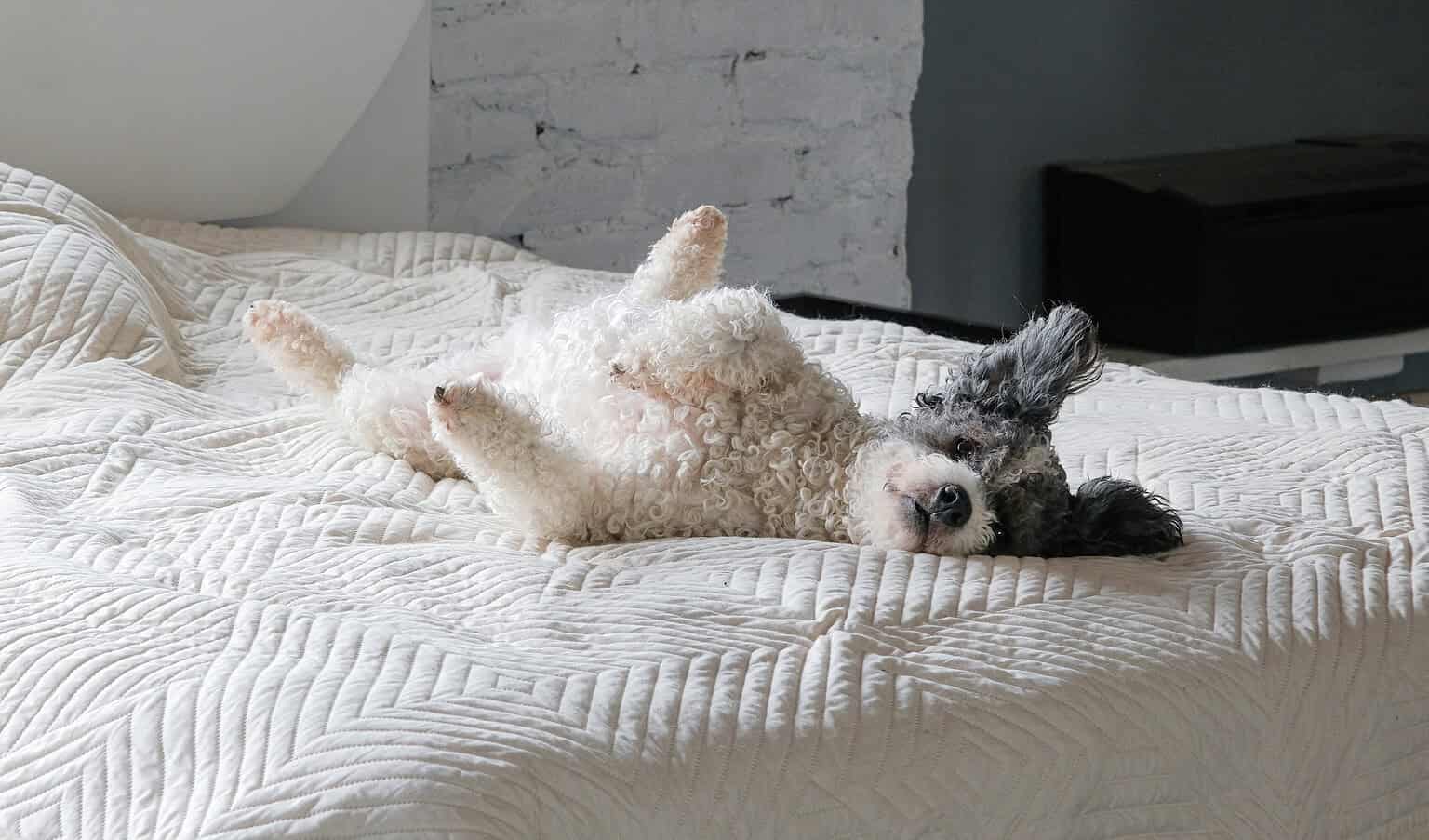 Dog lying on its back on a white quilted bed.