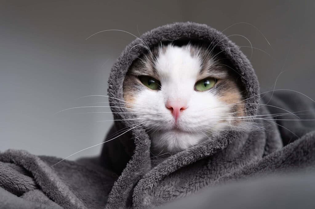 Adorable cat wearing a soft gray hoodie with green eyes.