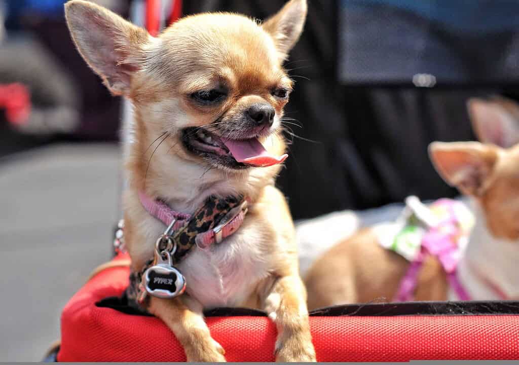 Adorable Chihuahua with a designer pet ID tag on a pink collar.